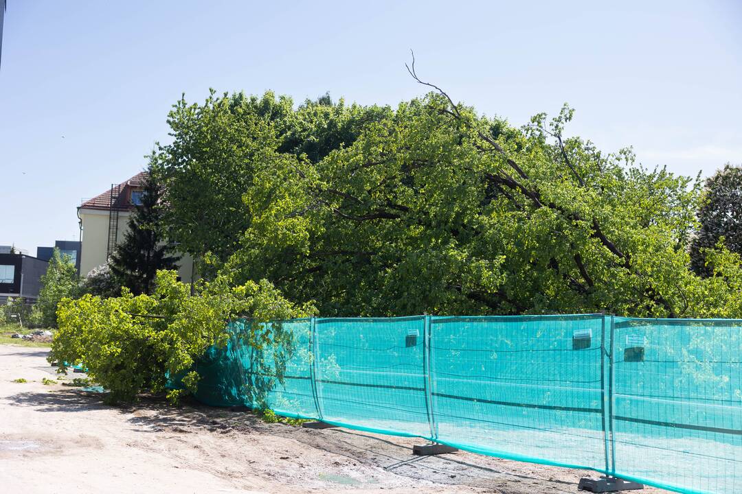 Sostinės centre nukirstas šimtametis ąžuolas