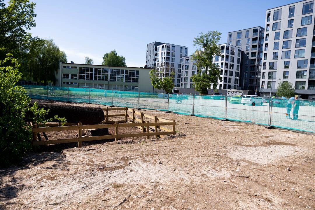 Sostinės centre nukirstas šimtametis ąžuolas