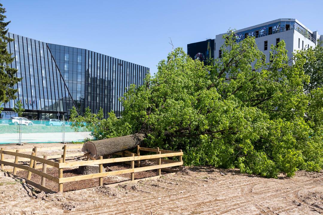 Sostinės centre nukirstas šimtametis ąžuolas