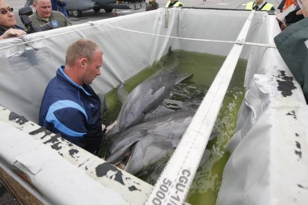 Iš Atėnų į uostamiesčio delfinariumą grįžo dar trys delfinai