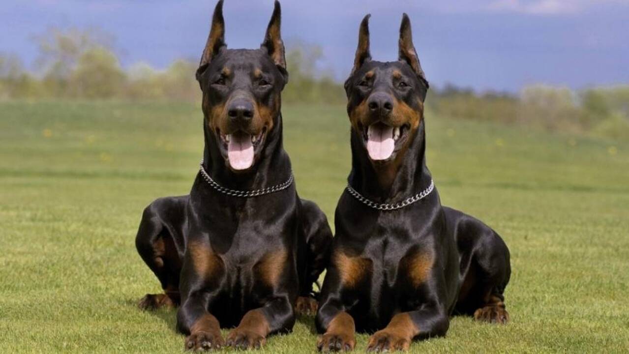 Dobermanai – sutverti saugoti ir ginti