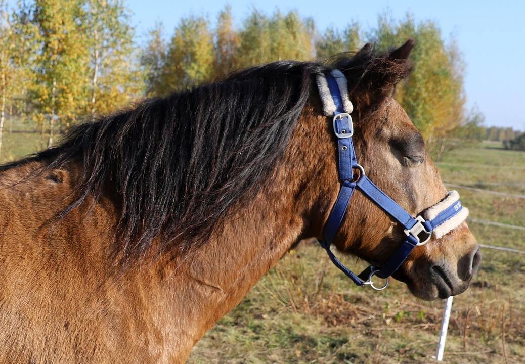 Žemaitukų varžybos