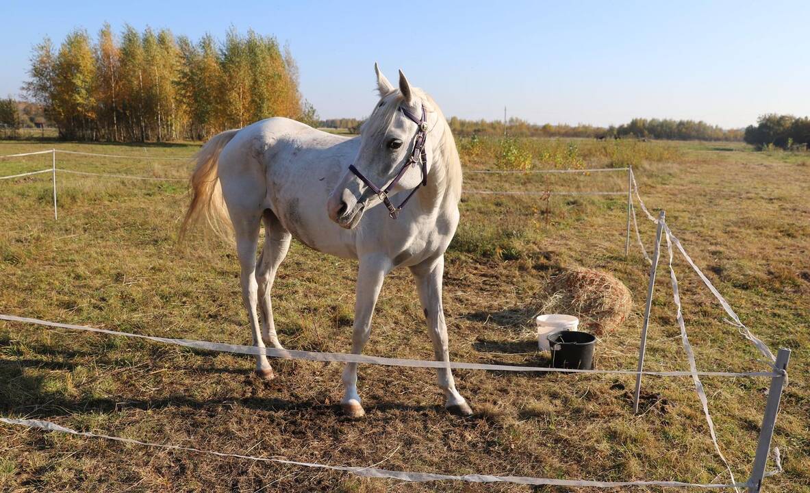 Žemaitukų varžybos