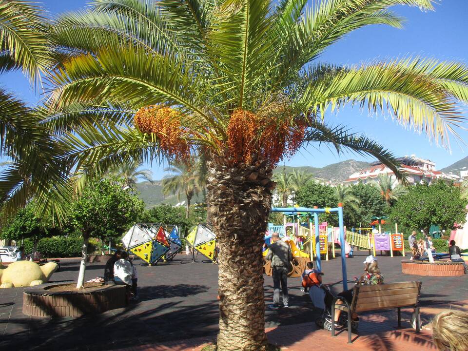 Alanijos kurortas