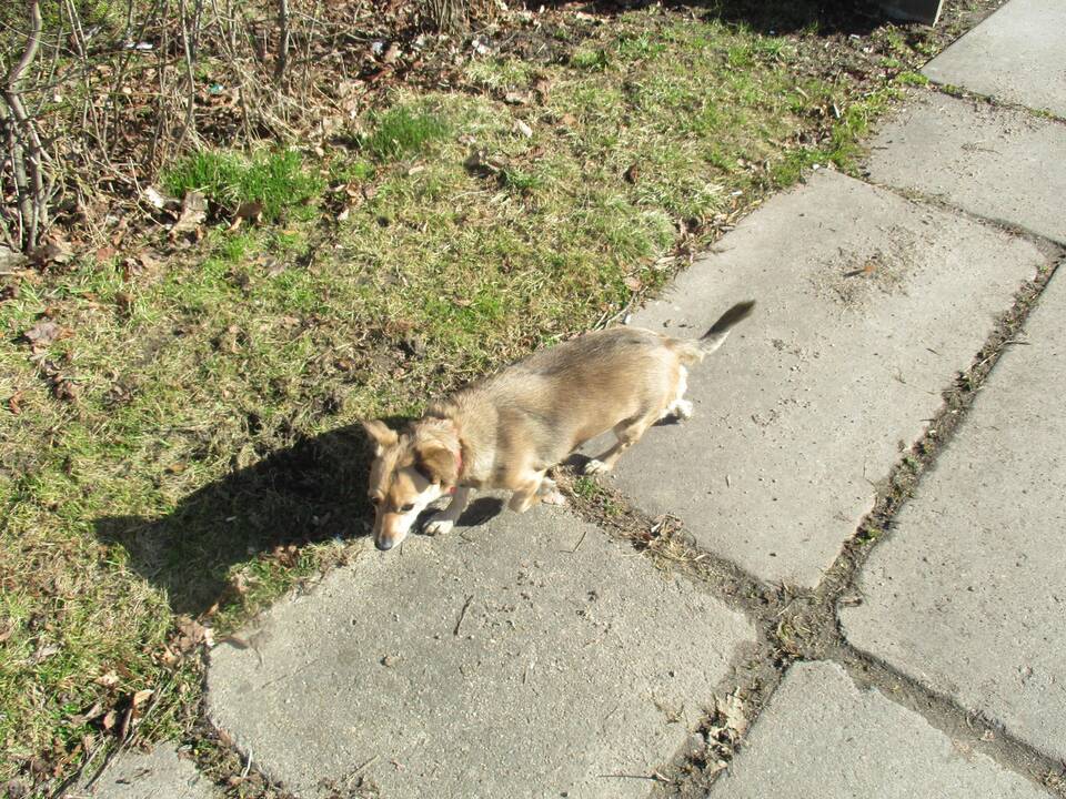 Kauniečiai užplūdo Draugystės parką