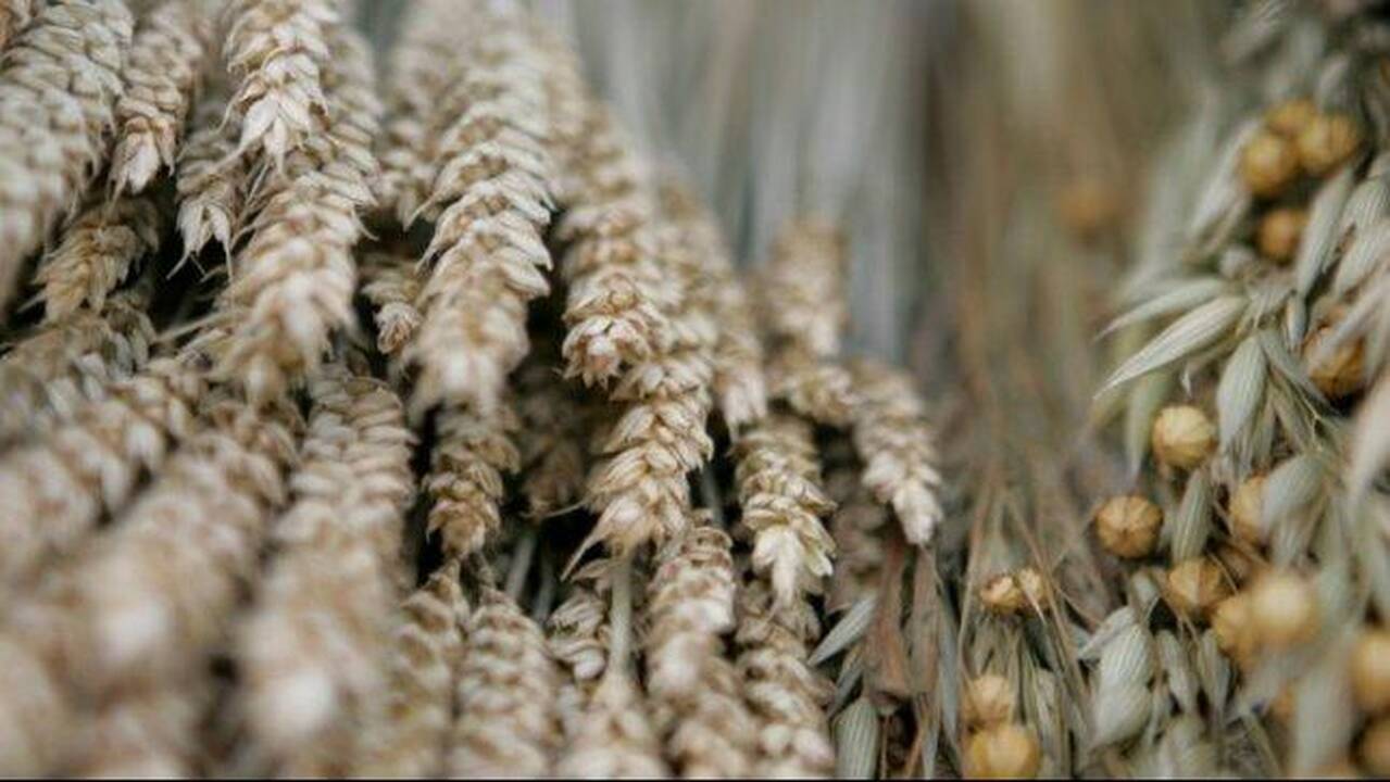 Lietuviška lino produkcija labiau domisi užsienio kompanijos   