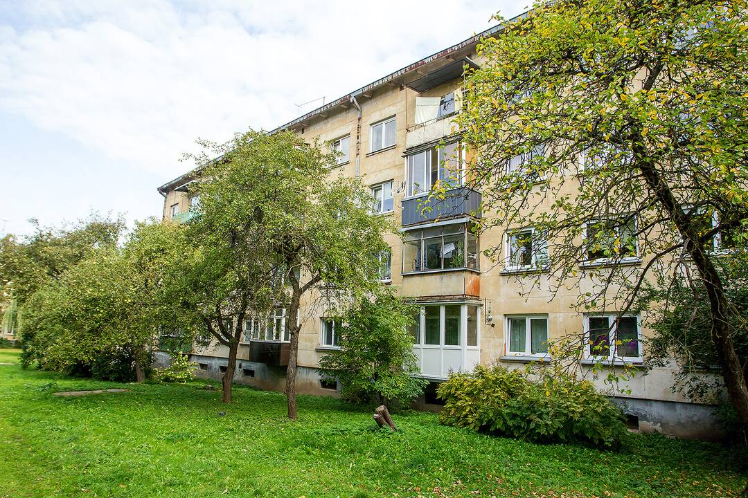 Obelys prie K. Baršausko gatvės 82-ojo namo