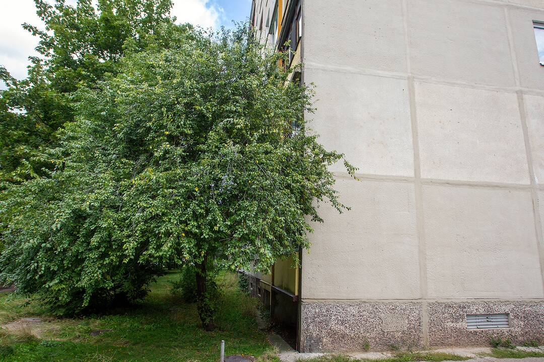 Medžiai, užstojantys daugiabučių langus