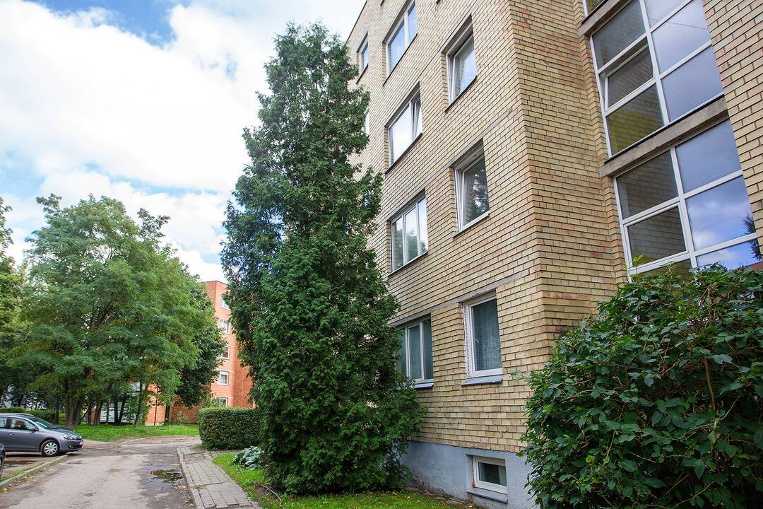 Medžiai, užstojantys daugiabučių langus