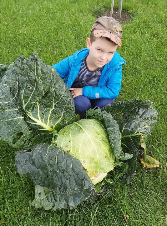 Naujas Lietuvos rekordas – didžiausias gūžinis kopūstas