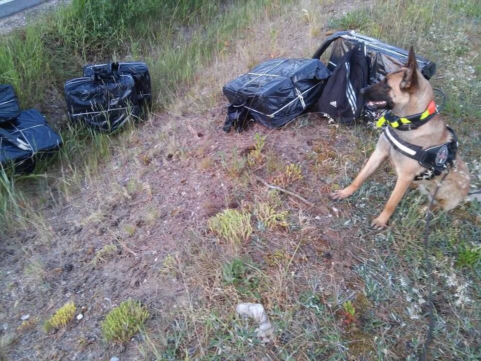 Raigardo slėnyje belgų aviganė padėjo sulaikyti druskininkietį