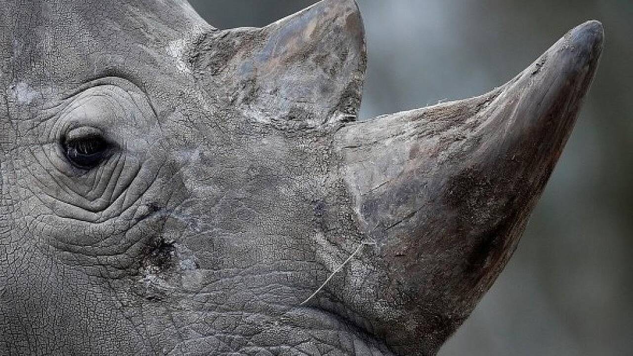 Prancūzijos zoologijos sode brakonieriai nušovė baltąjį raganosį