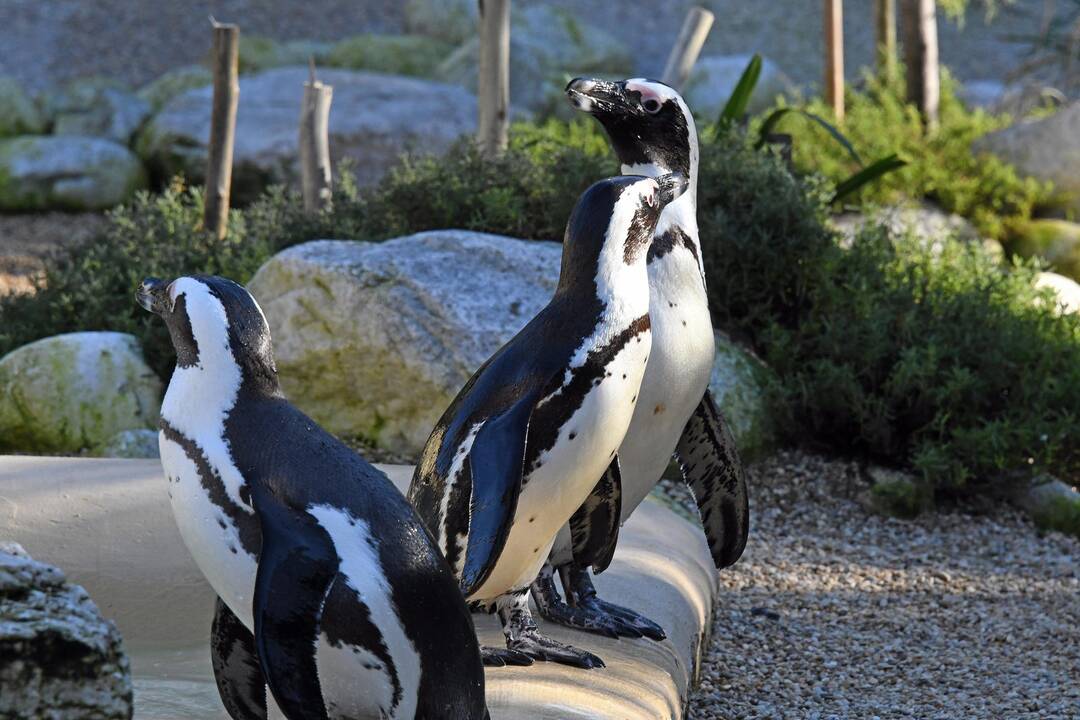 Jungtinėje Karalystėje į zoologijos sodą sugrįžo iš jo pavogti pingvinai