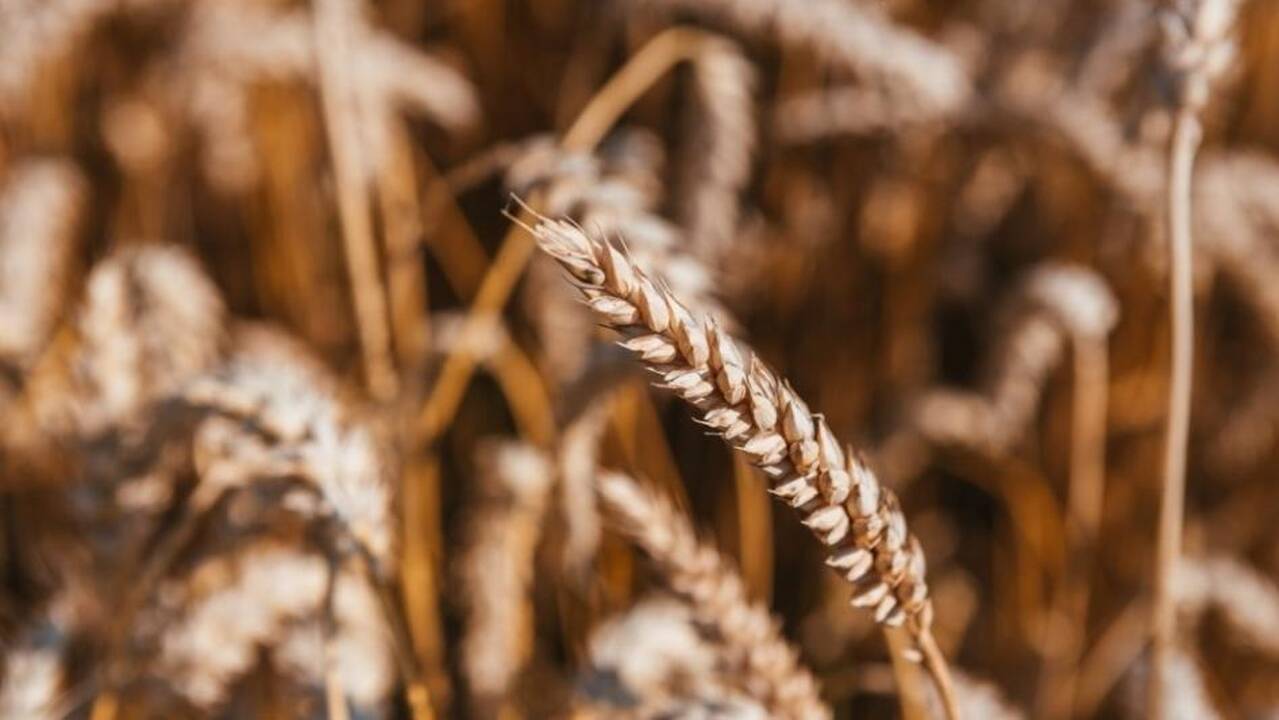 Alytaus regiono ūkininkams – nemokamas dumblas laukams tręšti