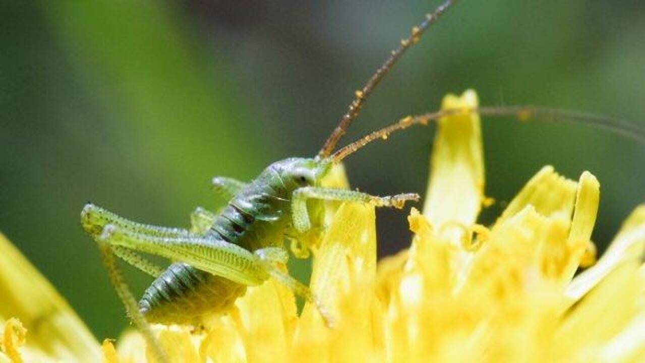Ar į Lietuvą jau atkeliavo ir skėriai?