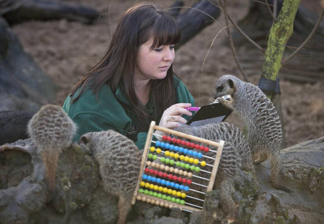 Londono zoologijos sode – žaisminga gyventojų registracija