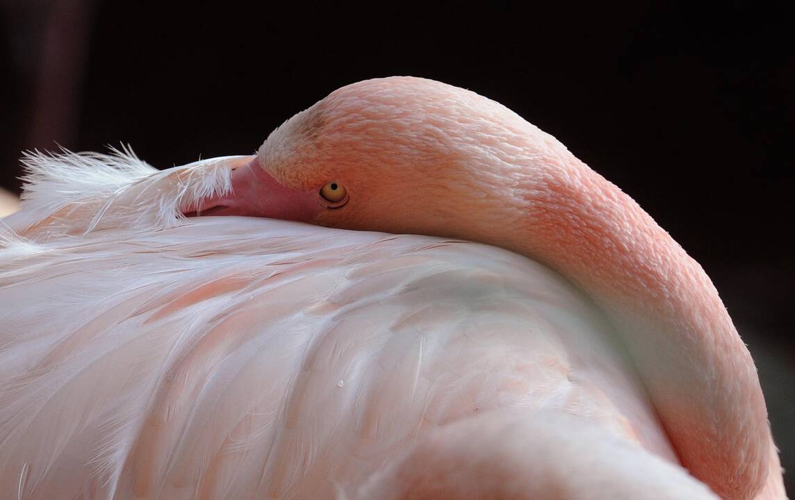 Australijoje užmigdytas seniausias pasaulyje flamingas, sulaukęs 83 metų