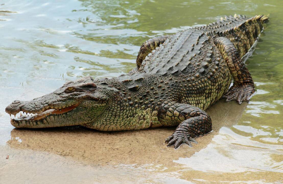 Asociatyvi nuotr.