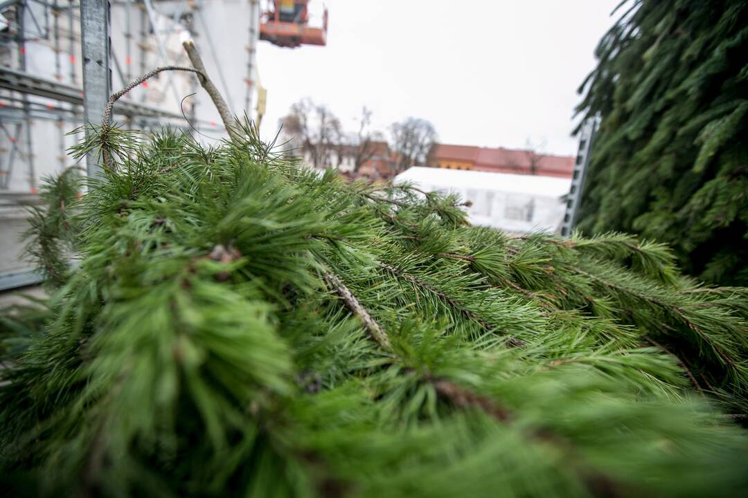 Kalėdinės eglutės ruošimo darbai