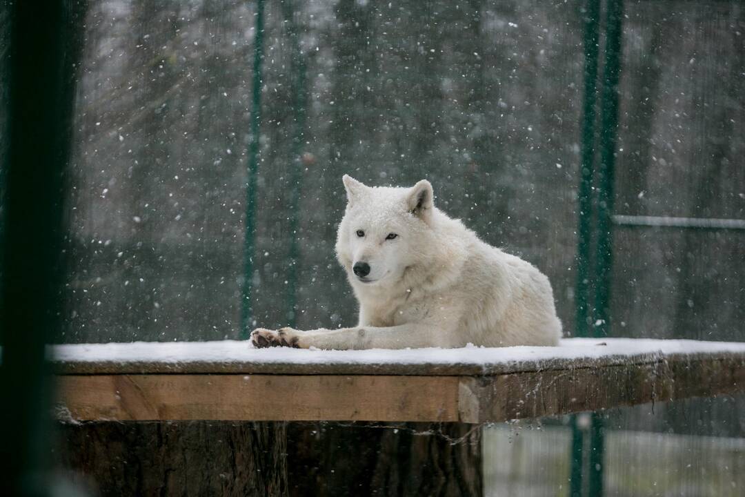 Zoologijos sodo gyvūnai sulaukė kalėdinių dovanų