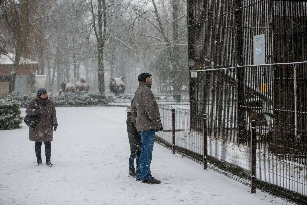 Zoologijos sodo gyvūnai sulaukė kalėdinių dovanų