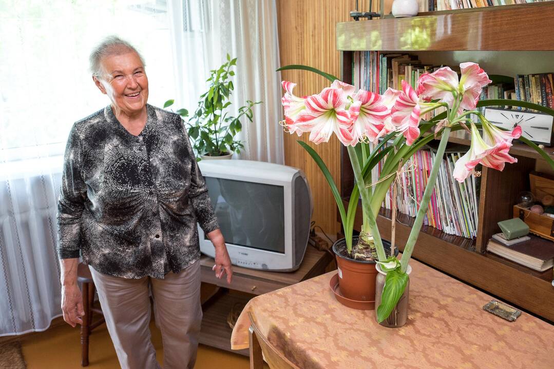 Amarilis padovanojo net 11 žiedų