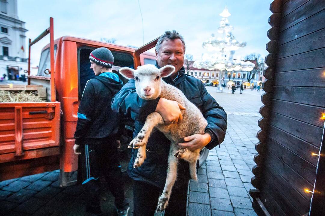 Prakartėlė su avimis Rotušės aikštėje