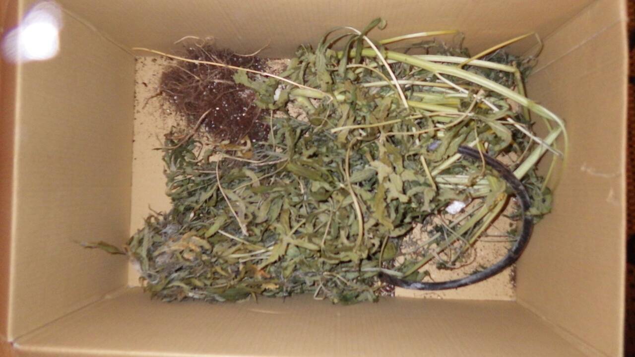 Įtariamojo bute pareigūnai aptiko ir specialias spintas kanapėms auginti