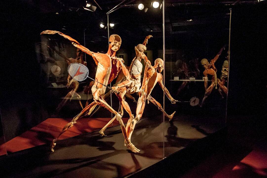 "Body worlds vital" paroda Kaune