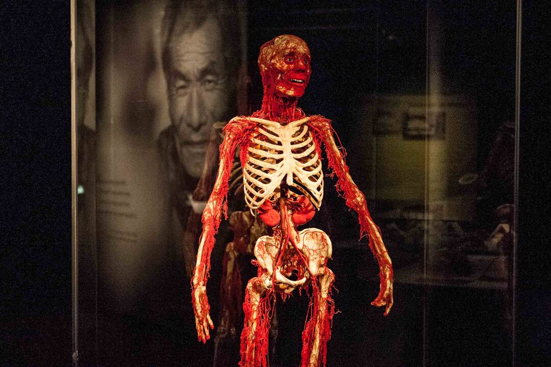 "Body worlds vital" paroda Kaune
