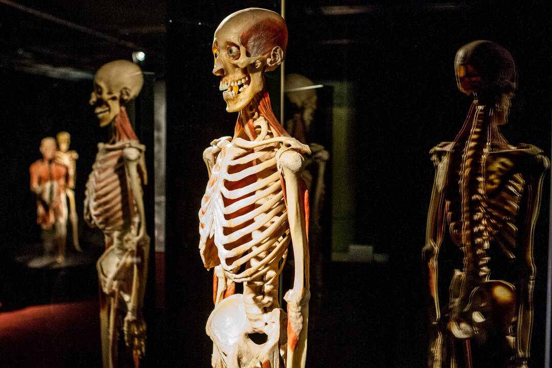 "Body worlds vital" paroda Kaune