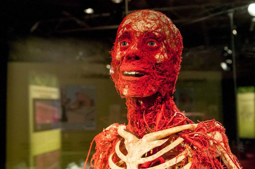 "Body worlds vital" paroda Kaune