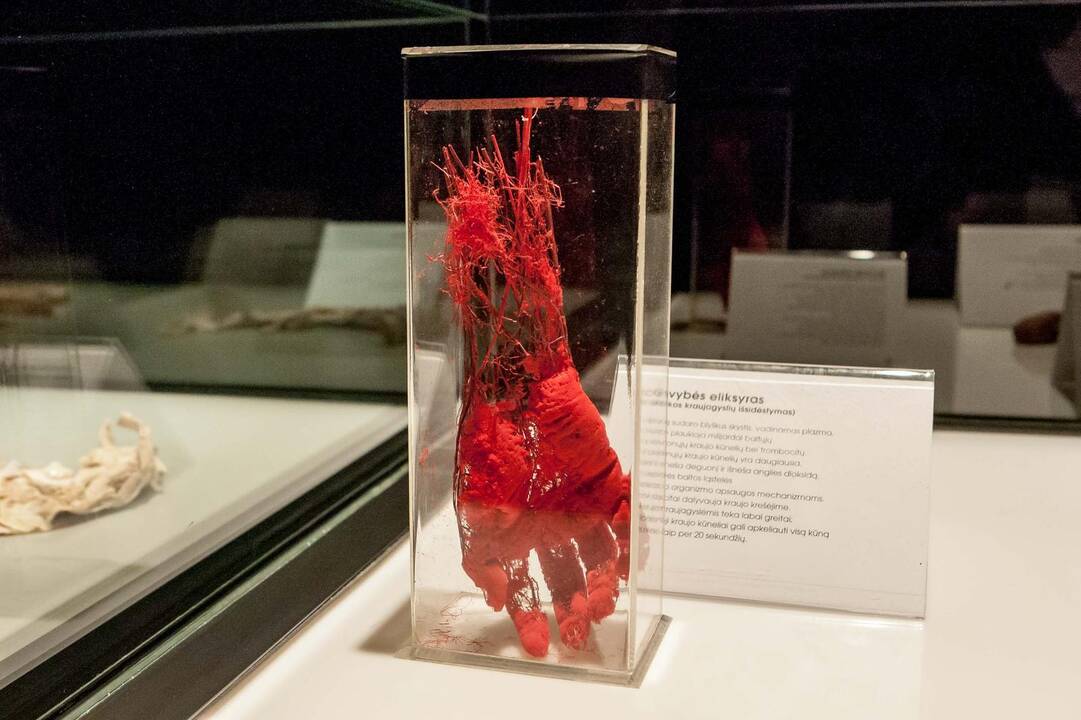 "Body worlds vital" paroda Kaune