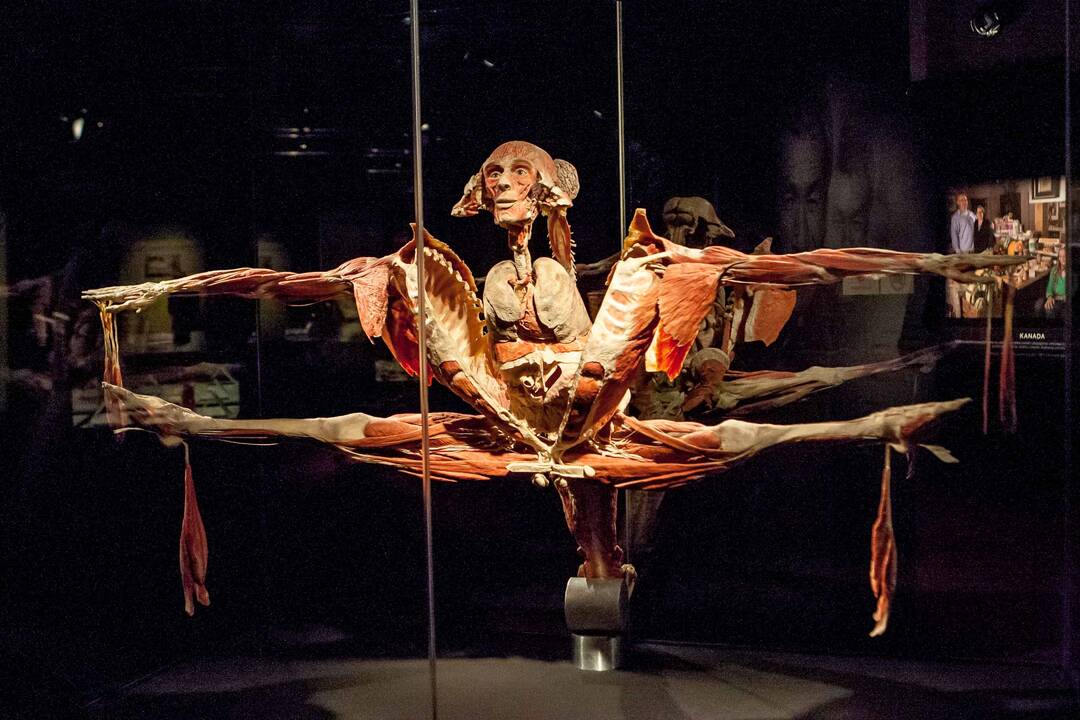 "Body worlds vital" paroda Kaune