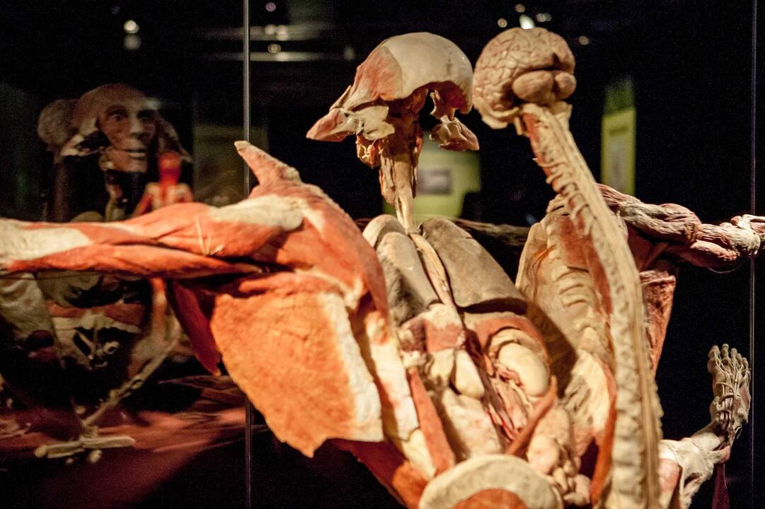 "Body worlds vital" paroda Kaune
