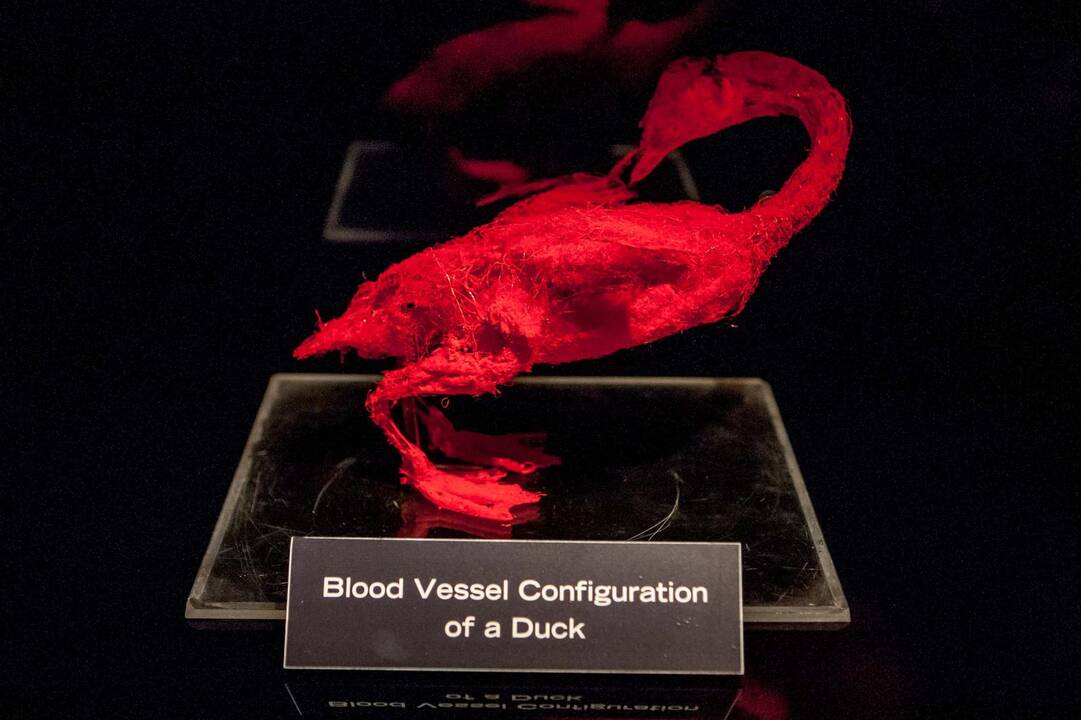 "Body worlds vital" paroda Kaune