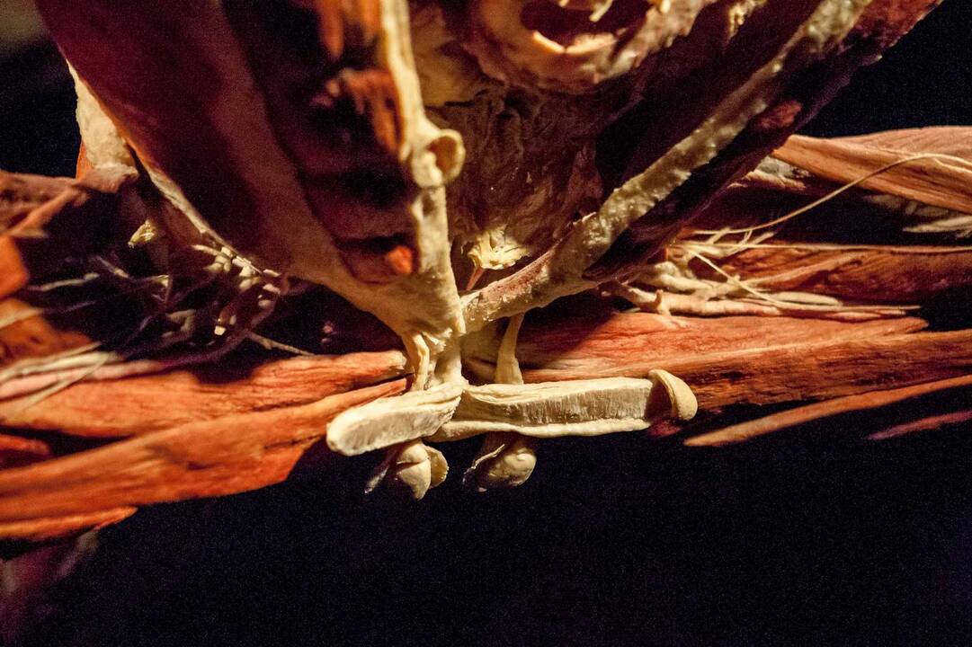 "Body worlds vital" paroda Kaune