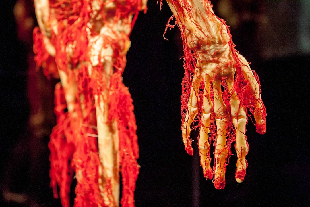 "Body worlds vital" paroda Kaune