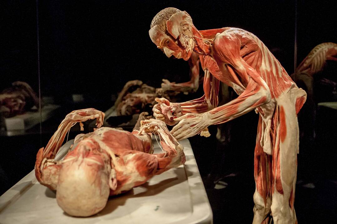 "Body worlds vital" paroda Kaune