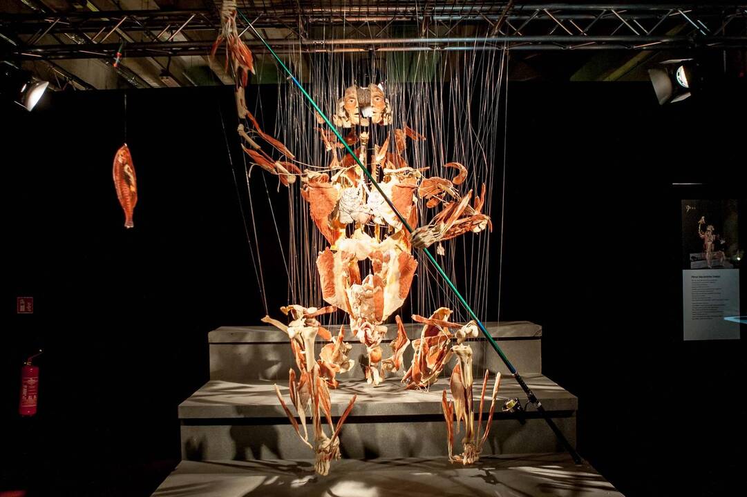 "Body worlds vital" paroda Kaune