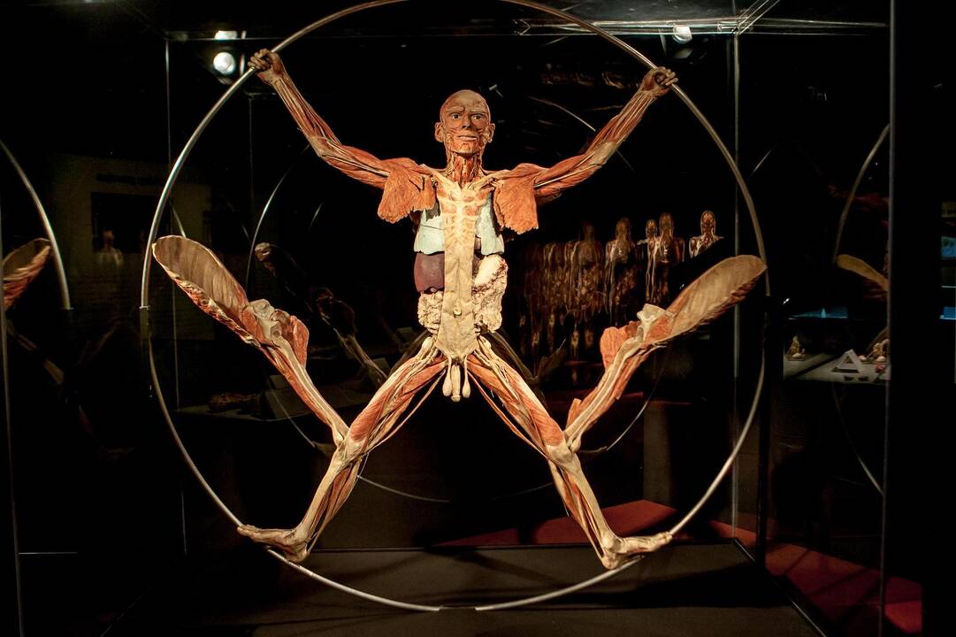 "Body worlds vital" paroda Kaune