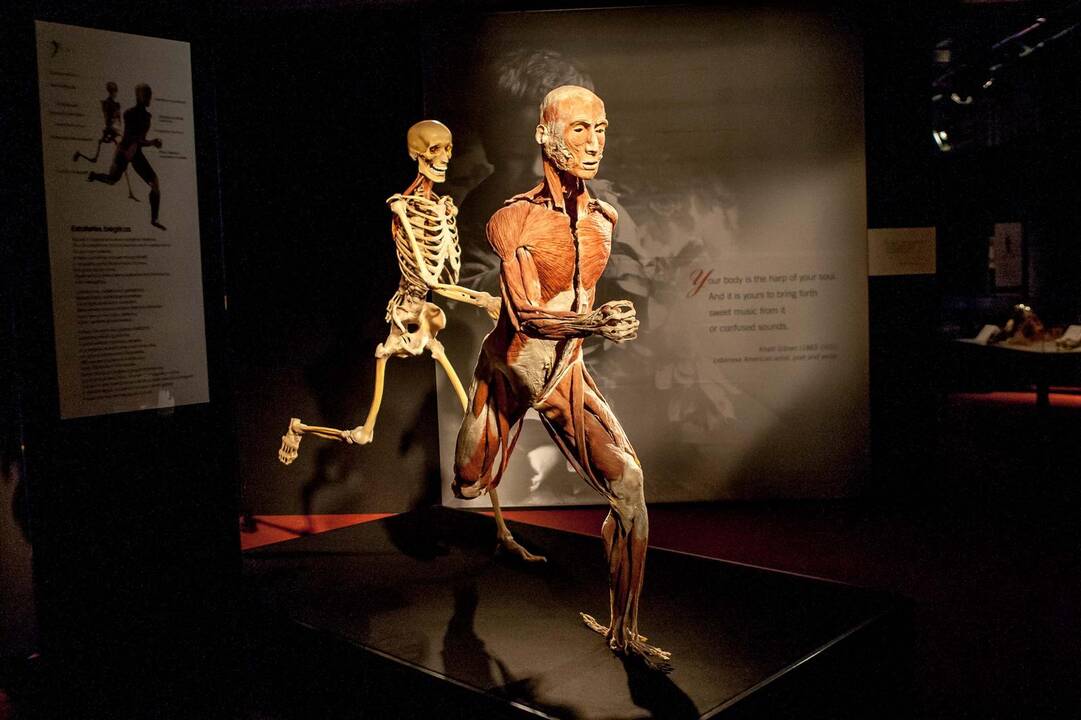 "Body worlds vital" paroda Kaune