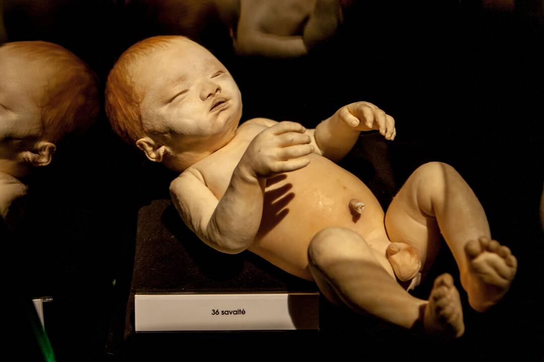"Body worlds vital" paroda Kaune