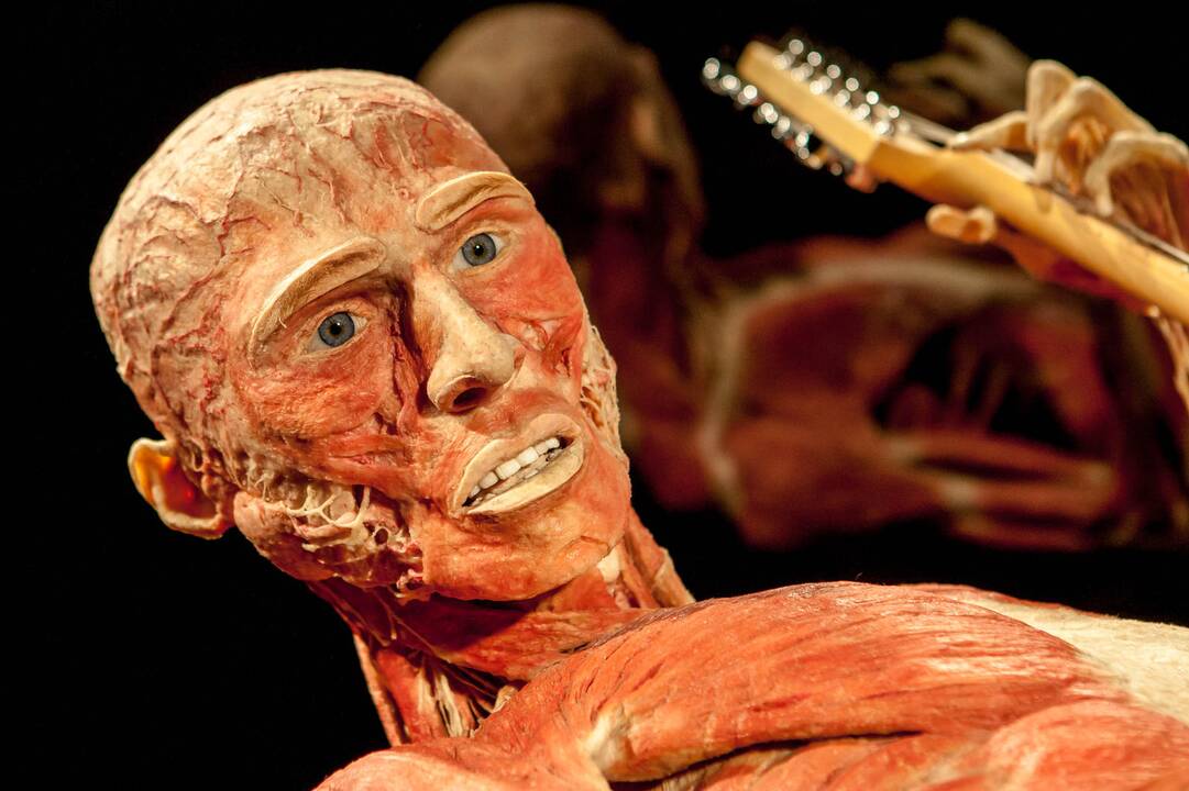 "Body worlds vital" paroda Kaune