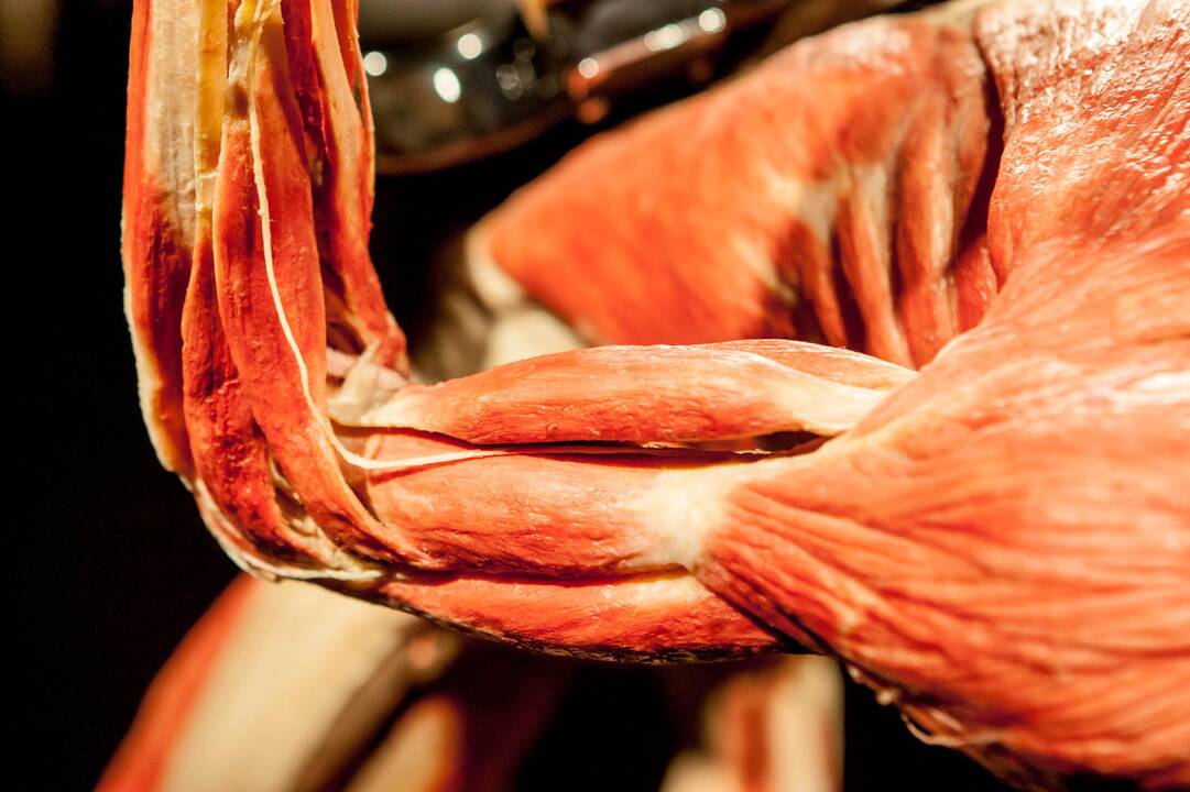 "Body worlds vital" paroda Kaune
