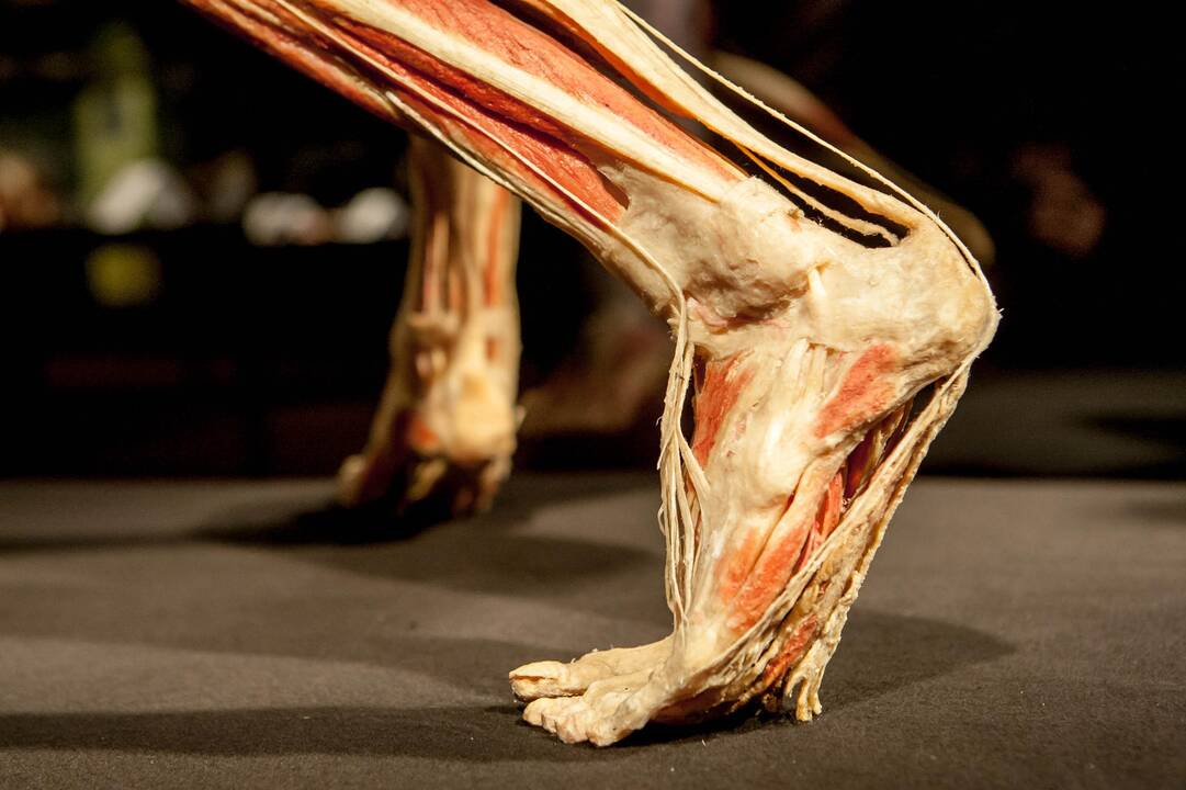 "Body worlds vital" paroda Kaune