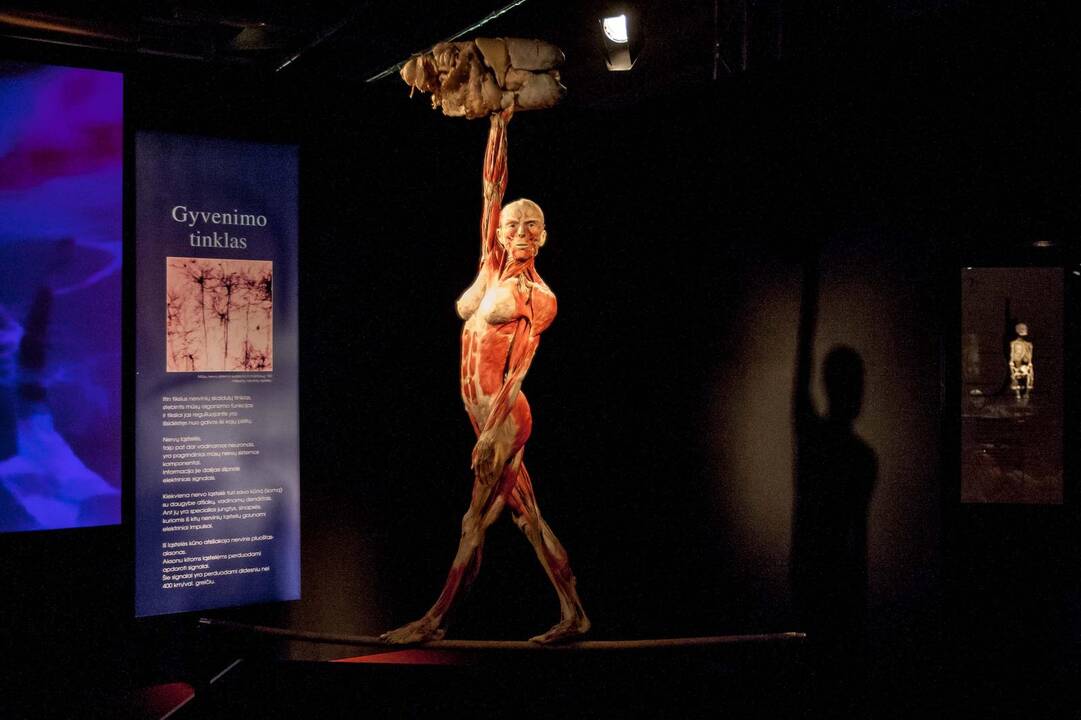 "Body worlds vital" paroda Kaune
