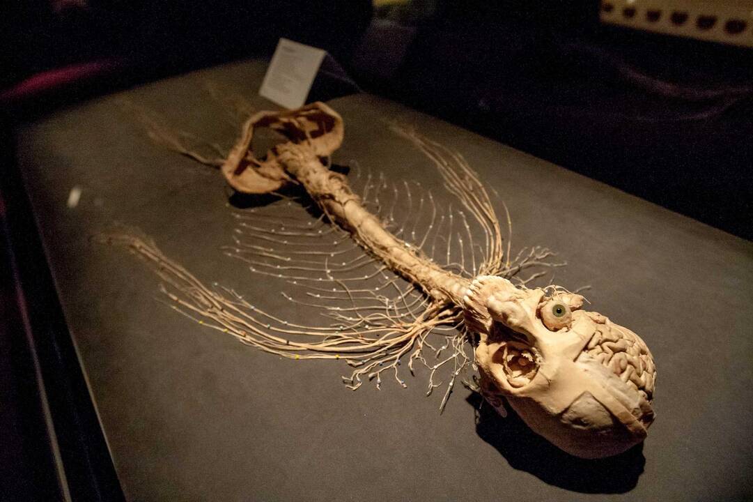 "Body worlds vital" paroda Kaune