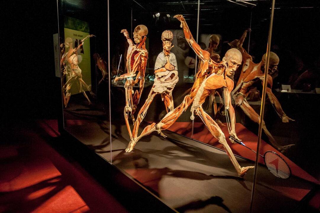 "Body worlds vital" paroda Kaune