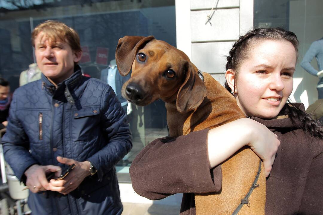 Studentai Kauno centre rideno rekordinį margutį.